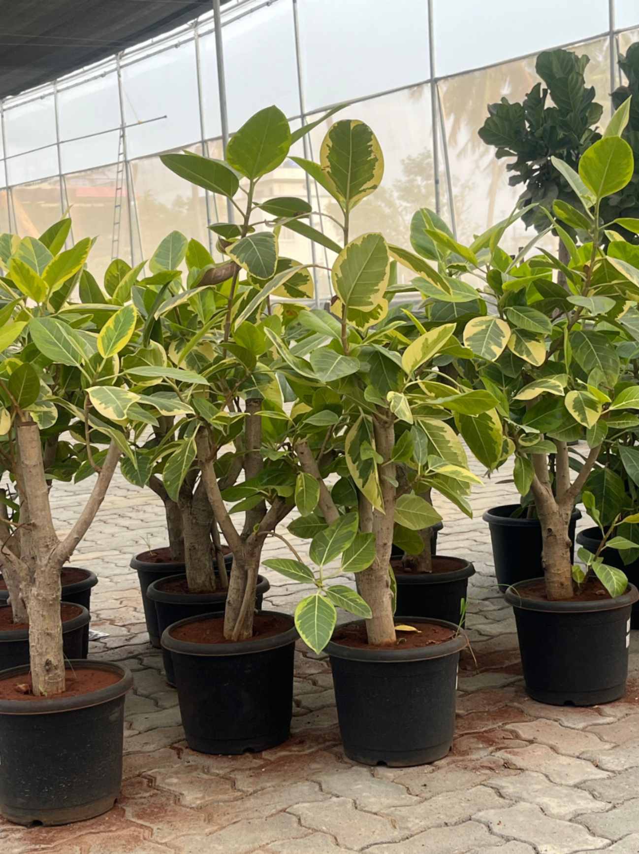 ficus altissima indoor plant Ficus Altissima Variegated Tree Plant
