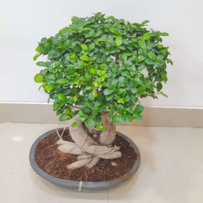 Decorative live bonsai tree for home decor
