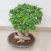 Decorative live bonsai tree for home decor