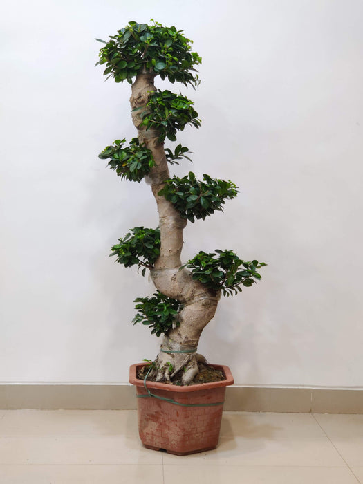 Ficus bonsai plant with twisted trunk in decorative pot