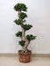 Ficus bonsai plant with twisted trunk in decorative pot