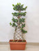 Indoor air-purifying Ficus microcarpa bonsai tree