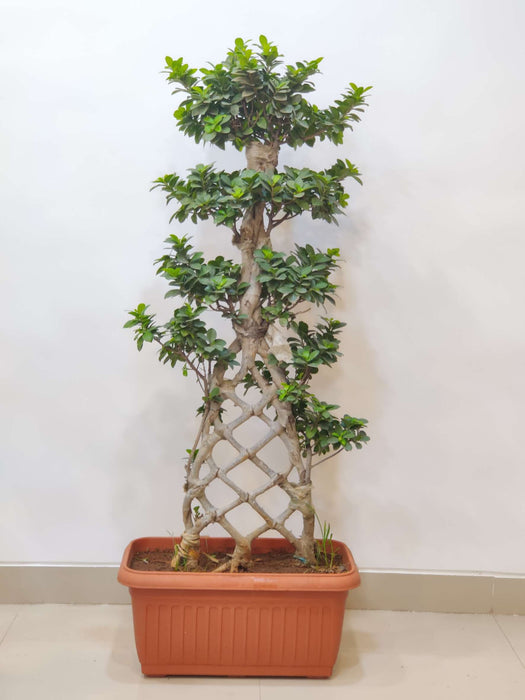Tall lattice-trunk bonsai plant for home decor