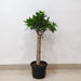Air Purifying Ficus Bonsai Plant for Home Décor