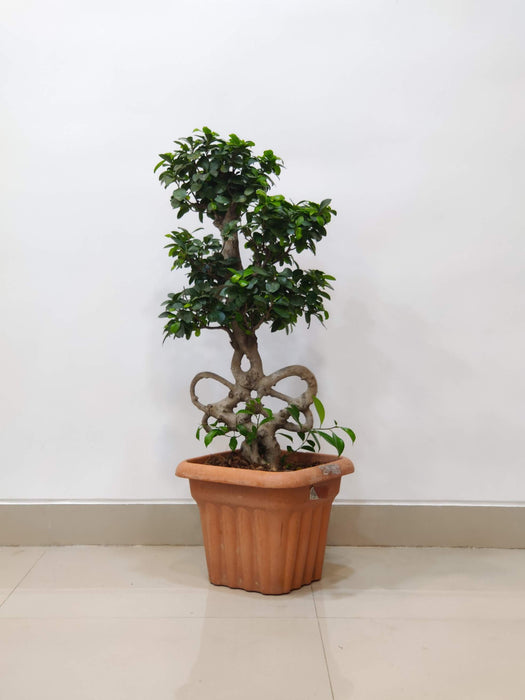 ficus-bonsai-bow-trunk-indoor-plant