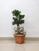 ficus-bonsai-bow-trunk-indoor-plant