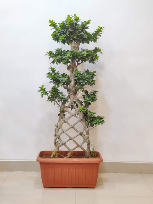 Ficus Bonsai plant with braided trunk