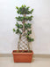 Ficus Bonsai plant with braided trunk