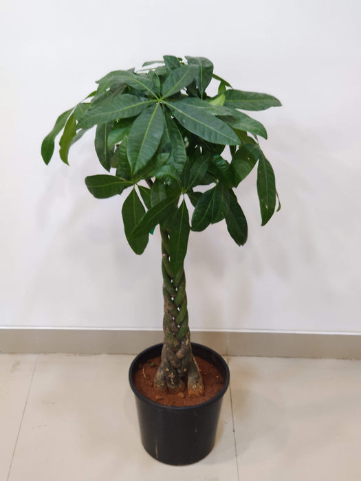 Feng Shui lucky Pachira tree for home decor - plant