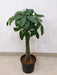 Feng Shui lucky Pachira tree for home decor - plant