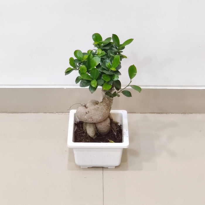 Ginseng Ficus Bonsai Plant in Ceramic Pot – Indoor Decor