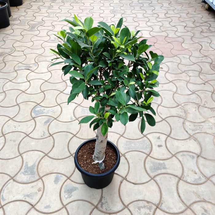 Ficus Bonsai Tree with Oval Green Leaves