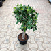 Ficus Bonsai Tree with Oval Green Leaves