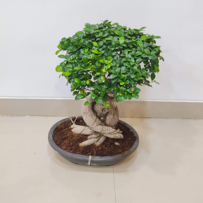 Air-purifying Ficus Ginseng bonsai