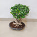 Air-purifying Ficus Ginseng bonsai