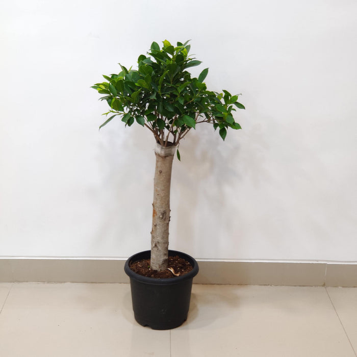 Upright Ficus Bonsai Indoor Plant 