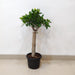 Upright Ficus Bonsai Indoor Plant 