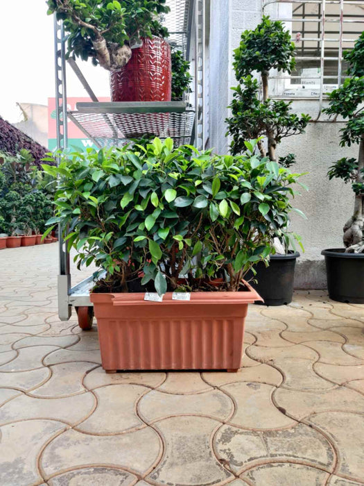 Low maintenance bonsai Ficus in pot