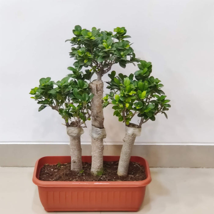 air purifying bonsai ficus in pot