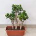 air purifying bonsai ficus in pot