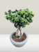 Ficus Microcarpa Bonsai for Office Decor