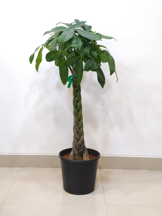 Pachira money plant with braided trunk in black pot - plant