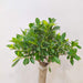 Minimalist Indoor Bonsai Plant for Office Table