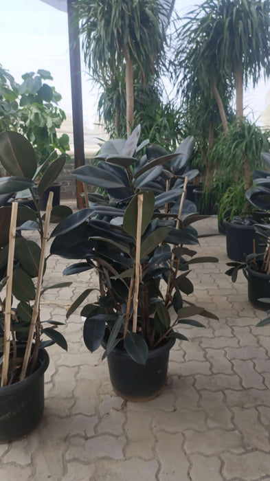 Modern interior plant Ficus Burgundy with bold burgundy leaves