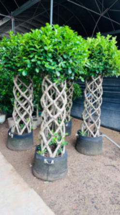 Ficus Cage Plant with Braided Trunk for Landscape Décor