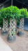 Ficus Cage Plant with Braided Trunk for Landscape Décor