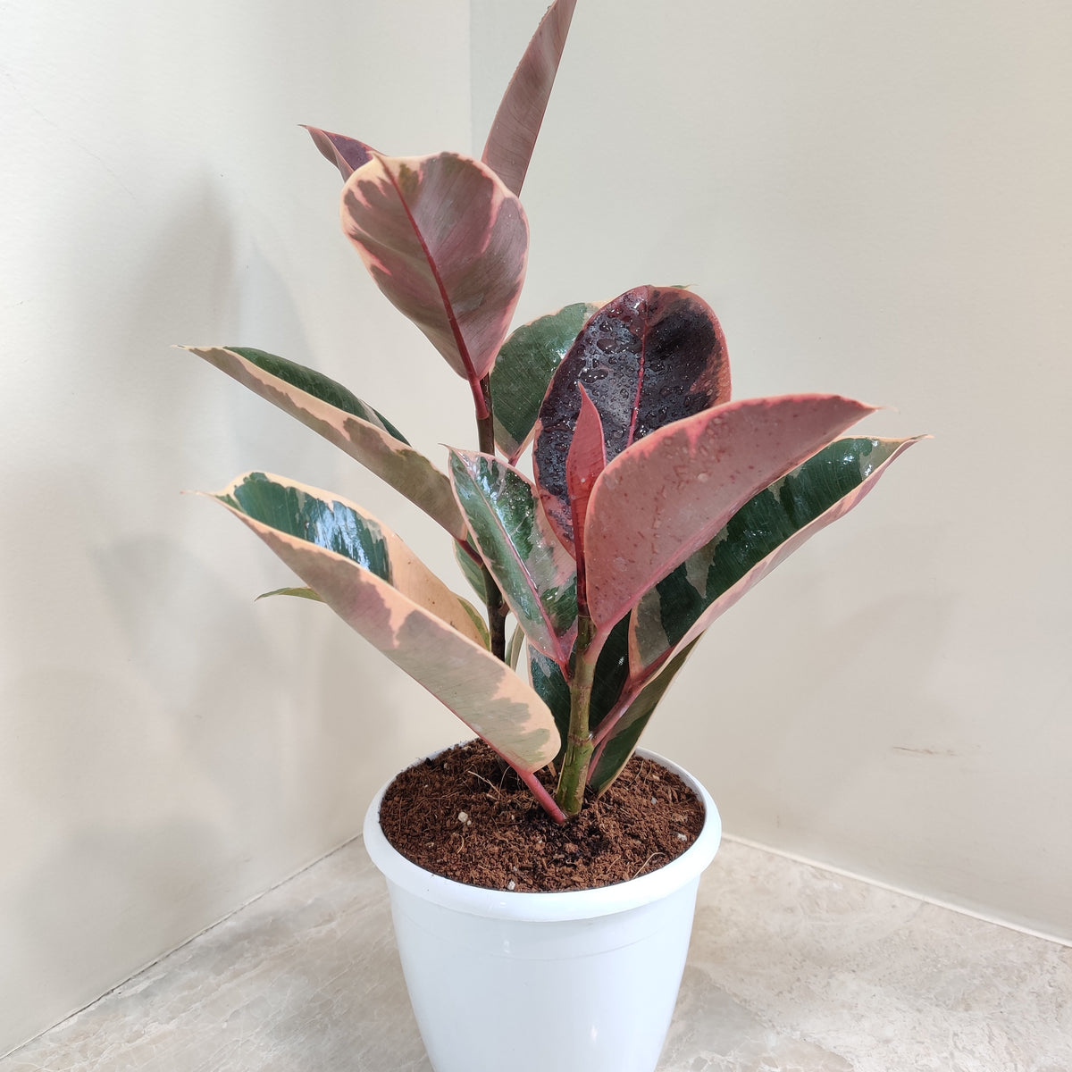 Buy Variegated Rubber Plant (Ficus Elastica) online at the best price –  ChhajedGarden.com