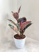 Rubber Plant with Streaked Foliage Indoor