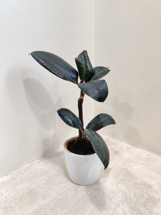 rubber-plant-ficus-elastica-glossy-leaves-indoor
