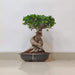 Ficus Ginseng Bonsai Plant with twisted roots