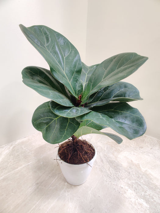 Small-Fiddle-Leaf-Fig-Home-Decor