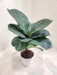Small-Fiddle-Leaf-Fig-Home-Decor