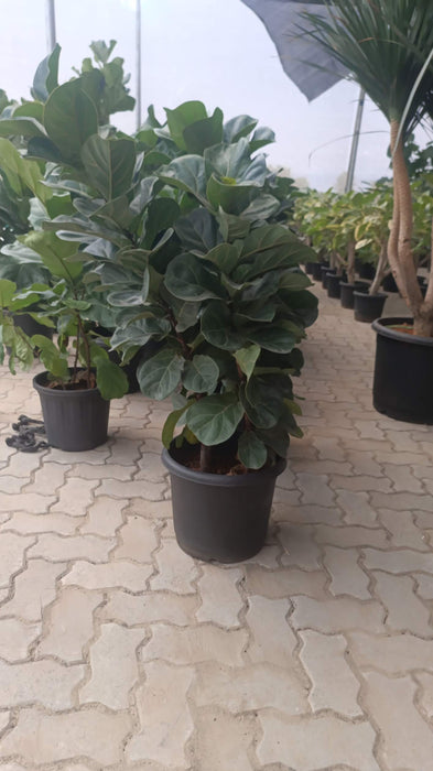 Tall indoor Ficus Lyrata with broad glossy leaves
