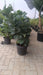 Tall indoor Ficus Lyrata with broad glossy leaves