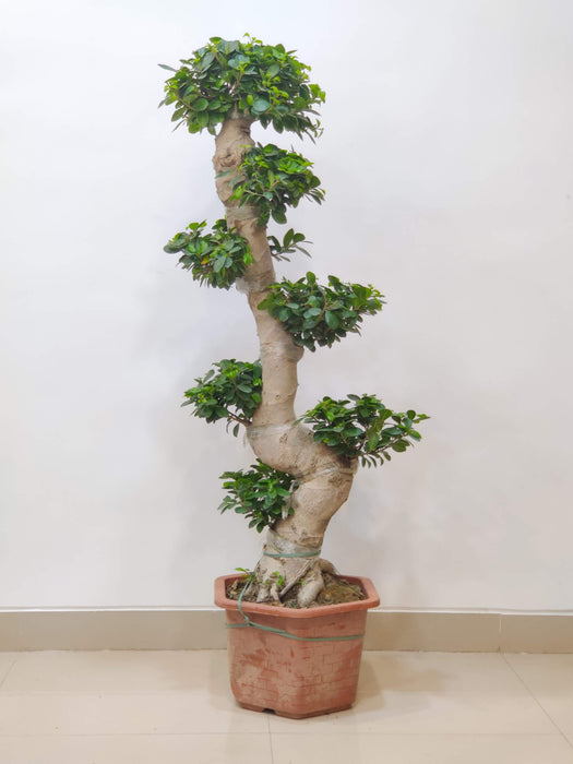 Indoor bonsai tree air-purifying plant for home