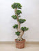 Indoor bonsai tree air-purifying plant for home