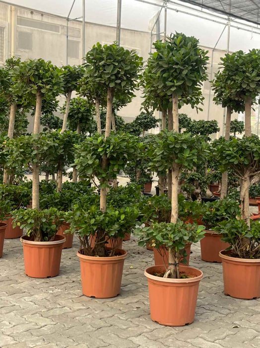 Triple Tier Ficus Panda Topiary for Indoor Décor