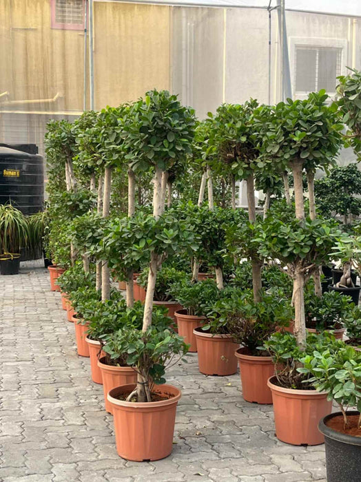 Lush Green Ficus Panda with 3 Round Foliage Levels