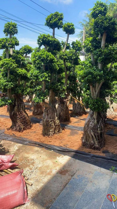Outdoor Ficus Plant with Sculpted Root Base