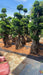 Outdoor Ficus Plant with Sculpted Root Base