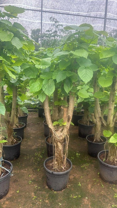 Ficus Umbellata plant with broad green leaves in pots