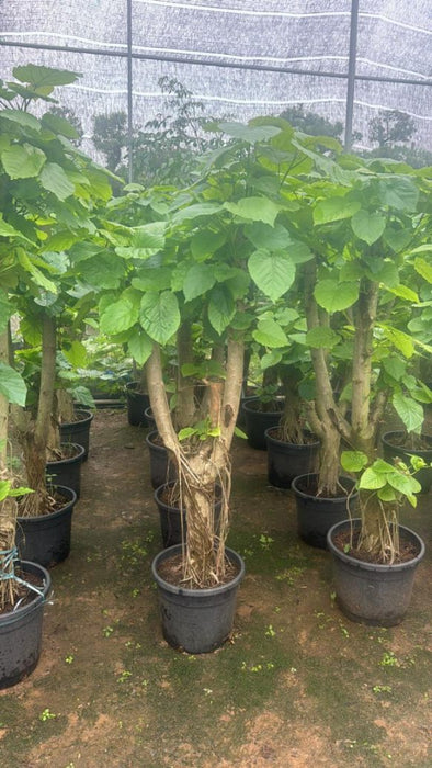 Decorative Ficus Umbellata tree for home or patio