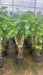 Decorative Ficus Umbellata tree for home or patio