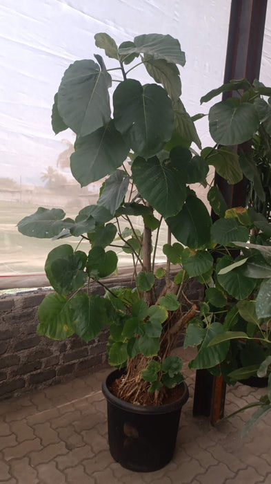 Ficus umbellata large potted indoor plant