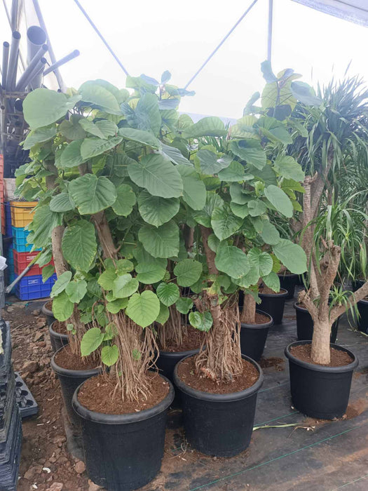 Air-purifying indoor Ficus Umbellata 1.5–1.8m