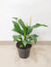 Air purifying Spathiphyllum with white flowers